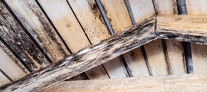 Schimmel und Pilzbefall an einem Dachstuhl aus Holz